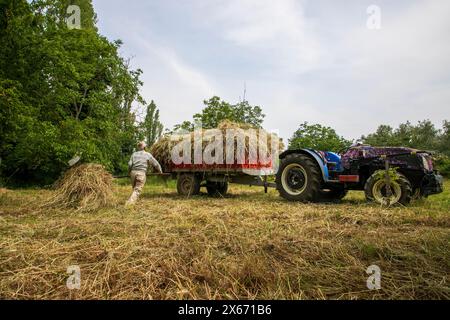 Un vieil agriculteur transporte du foin à un tracteur Banque D'Images