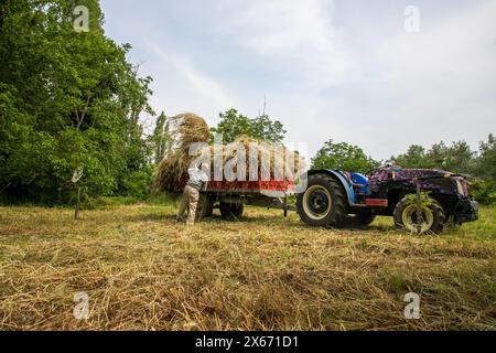 Un vieil agriculteur transporte du foin à un tracteur Banque D'Images