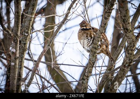 Tétras froissés reposant dans un arbre, dans un parc animalier, pendant une froide journée d'hiver. Banque D'Images