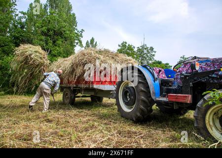 Un vieil agriculteur transporte du foin à un tracteur Banque D'Images