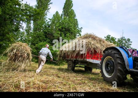 Un vieil agriculteur transporte du foin à un tracteur Banque D'Images