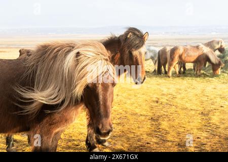 Deux chevaux islandais bruns avec des stands de poils colorés par troupeau mangent de l'herbe sur les champs de plaine d'Islande au printemps Banque D'Images