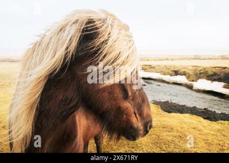 Gros plan cheval brun islandais avec un portrait de manteau blanc dans un magnifique paysage islandais Banque D'Images