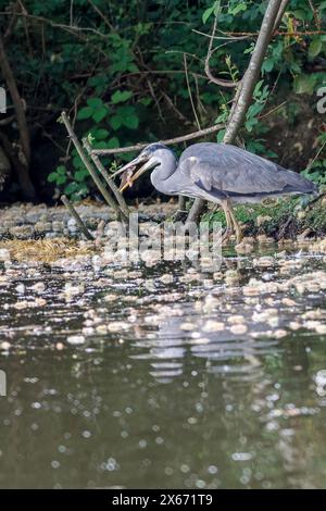 Brittens Pond, Worplesdon. 13 mai 2024. Temps nuageux à travers les Home Counties ce matin. Un héron gris (ardea cinerea) à Brittens Pond à Worpleson, près de Guildford, dans le Surrey. Crédit : james jagger/Alamy Live News Banque D'Images