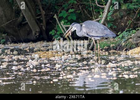 Brittens Pond, Worplesdon. 13 mai 2024. Temps nuageux à travers les Home Counties ce matin. Un héron gris (ardea cinerea) à Brittens Pond à Worpleson, près de Guildford, dans le Surrey. Crédit : james jagger/Alamy Live News Banque D'Images