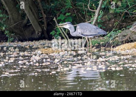 Brittens Pond, Worplesdon. 13 mai 2024. Temps nuageux à travers les Home Counties ce matin. Un héron gris (ardea cinerea) à Brittens Pond à Worpleson, près de Guildford, dans le Surrey. Crédit : james jagger/Alamy Live News Banque D'Images