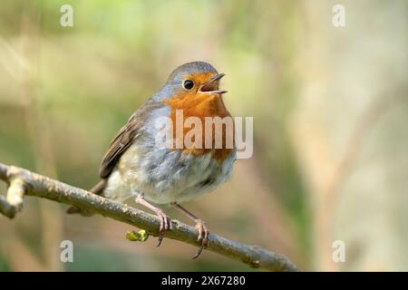 Près, vue de face d'un oiseau rouge-rouge sauvage britannique (Erithacus rubecula) isolé à l'extérieur dans une forêt naturelle, perché sur une branche chantant. Banque D'Images