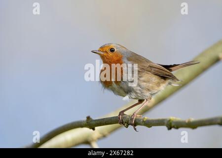 Gros plan détaillé d'un oiseau rouge-rouge sauvage britannique (Erithacus rubecula) perché sur une branche par une journée lumineuse de printemps. Banque D'Images