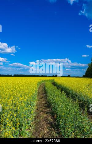 Champ jaune colza contre ciel bleu Banque D'Images