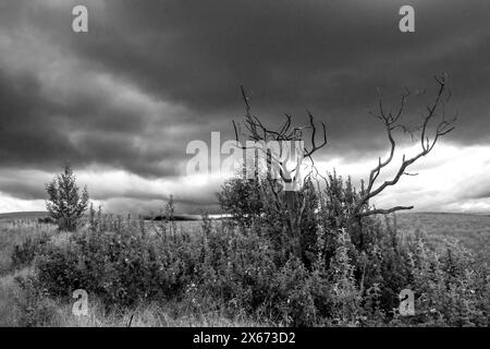 Vue sinistre en noir et blanc de branches mortes d'un vieil arbre de bois avec des nuages d'orage se rassemblant en arrière-plan, photographiées dans les montagnes du Drakensberg Banque D'Images