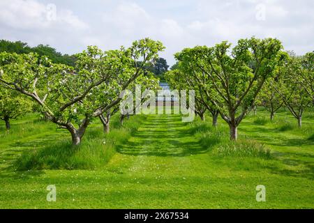 Un verger anglais à la fin du printemps avec des arbres fruitiers bien taillés en rangées avec de l'herbe verte luxuriante ci-dessous. Banque D'Images