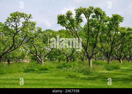 Un verger anglais à la fin du printemps avec des arbres fruitiers bien taillés en rangées avec de l'herbe verte luxuriante ci-dessous. Banque D'Images