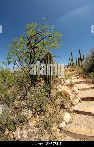 Le grand espace ouvert du glorieux Catalina State Park, Oro Valley, Arizona (USA). Caractéristiques naturelles, espace ouvert, appel esthétique, paysage, pittoresque Banque D'Images