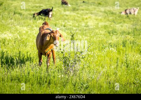 Mignonne chèvre grignotant dans un buisson dans une prairie verdoyante au Texas Banque D'Images