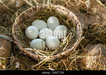 Œufs de poule blancs dans le nid de paille dans le poulailler. Banque D'Images