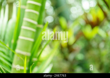 Bokeh vert culmes et feuilles de bambou. Motif d'été tropical vert clair ou arrière-plan. Banque D'Images