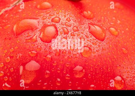 Tomate recouverte de gouttes d'eau en gros plan. Prise de vue macro. Banque D'Images
