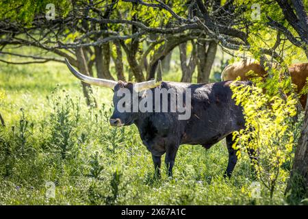 Vache longhorn Texas sur une prairie printanière colorée Banque D'Images