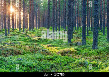 Le soleil couchant illumine une dense forêt de pins en Norvège, projetant de longues ombres et créant une lueur chaude sur les arbres. Les rayons du soleil filtrent à travers th Banque D'Images