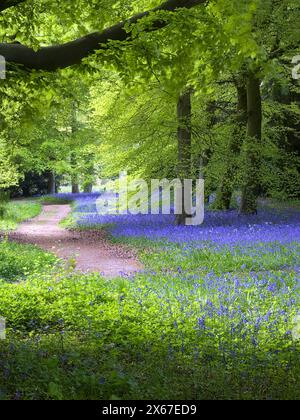 Clairière Bluebell et hêtres à l'arboretum Thorp Perrow au printemps Banque D'Images