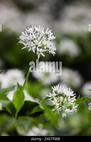 Fleurs d'ail sauvage (Allium ursinum), Teesdale, Comté de Durham, Royaume-Uni. Ces plantes comestibles sont également connues sous des noms communs tels que Ramsons, Wood Garlic et Banque D'Images