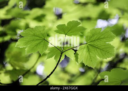 Feuilles de sycamore (Acer pseudoplatanus) rétroéclairées par le soleil, Teesdale, comté de Durham, Royaume-Uni Banque D'Images