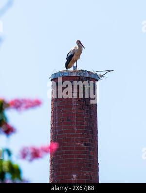 Cigogne blanche debout au sommet d'une cheminée à l'extérieur d'une brasserie. Banque D'Images