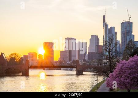 Romantiques cerisiers en fleurs, amandiers en fleurs au bord de la rivière, avec vue sur la skyline le soir au coucher du soleil. Quartier financier avec beaucoup de nature à Francfort-sur-le-main, Hesse, Allemagne Banque D'Images