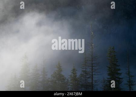 Forêt d'épicéa à l'Isar près de Wallgau, le brouillard s'allume au soleil, l'humeur du matin, Alpes bavaroises, Karwendel, Allemagne, Bavière Banque D'Images