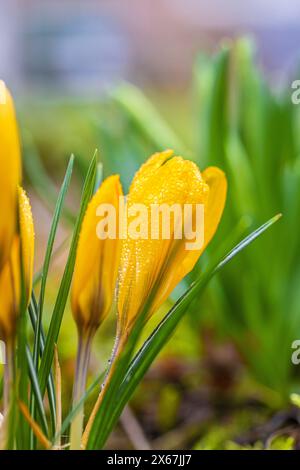 Fleurs printanières, crocus (Crocus), gouttes de rosée Banque D'Images