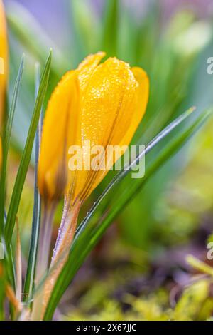 Fleurs printanières, crocus (Crocus), gouttes de rosée Banque D'Images