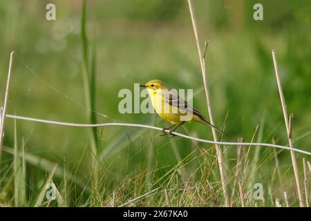 Yellow Wagtail, Norfolk, mai 2024 Banque D'Images