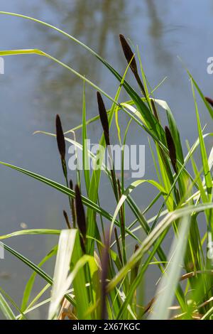 Carex acuta - trouvé croissant sur les bords des rivières et des lacs dans les écorégions terrestres Palaearctiques dans des lits de dep humide, alcalin ou légèrement acide Banque D'Images