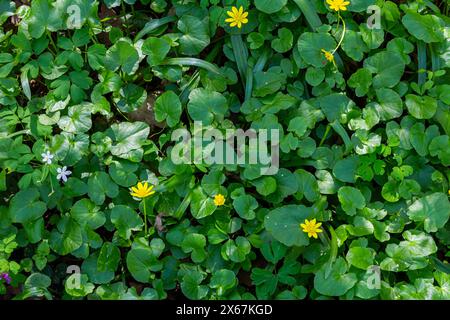 ranunculus ficaria verna pilewort moindre célandine. Banque D'Images