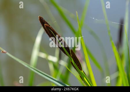 Carex acuta - trouvé croissant sur les bords des rivières et des lacs dans les écorégions terrestres Palaearctiques dans des lits de dep humide, alcalin ou légèrement acide Banque D'Images