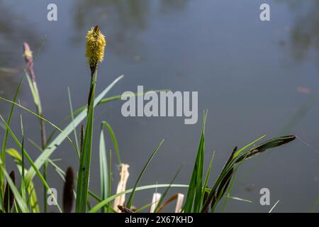 Carex acuta - trouvé croissant sur les bords des rivières et des lacs dans les écorégions terrestres Palaearctiques dans des lits de dep humide, alcalin ou légèrement acide Banque D'Images