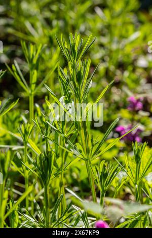 Les couperets Galium aparine ont été utilisés dans la médecine traditionnelle pour le traitement des troubles du diurétique, des systèmes lymphoïdes et comme détoxifiant. Banque D'Images