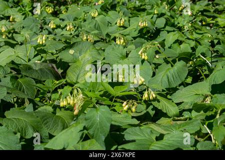 Floraison Symphytum tuberosum dans la forêt, printemps-début d'été, environnement naturel. Plante médicinale. Banque D'Images