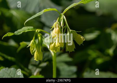 Floraison Symphytum tuberosum dans la forêt, printemps-début d'été, environnement naturel. Plante médicinale. Banque D'Images