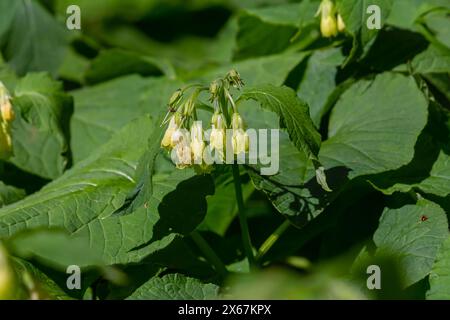 Floraison Symphytum tuberosum dans la forêt, printemps-début d'été, environnement naturel. Plante médicinale. Banque D'Images