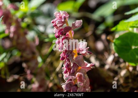 Au printemps, Lathraea squamaria pousse dans la nature dans la nature. Banque D'Images