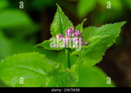 Lunaria rediviva, connue sous le nom d'honnêteté éternelle. Belles fleurs violettes en fleur. Banque D'Images