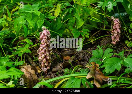 Au printemps, Lathraea squamaria pousse dans la nature dans la nature. Banque D'Images