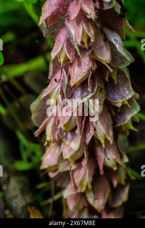 Au printemps, Lathraea squamaria pousse dans la nature dans la nature. Banque D'Images