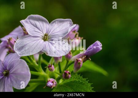 Lunaria rediviva, connue sous le nom d'honnêteté éternelle. Belles fleurs violettes en fleur. Banque D'Images