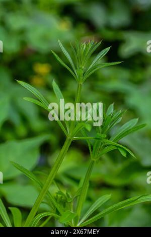 Les couperets Galium aparine ont été utilisés dans la médecine traditionnelle pour le traitement des troubles du diurétique, des systèmes lymphoïdes et comme détoxifiant. Banque D'Images