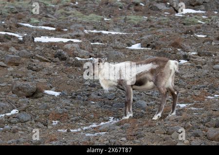 Un renne dans les fjords de l'est de l'Islande Banque D'Images