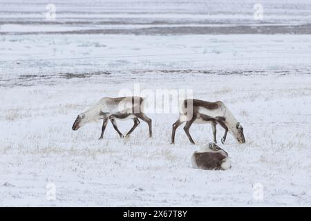 Trois rennes en pâturage en hiver dans les fjords de l'est de l'Islande Banque D'Images