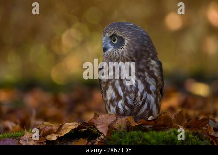 Chouette coucou (Ninox novaeseelandiae), feuilles d'automne colorées, captive Banque D'Images