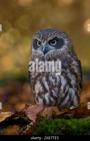 Chouette coucou (Ninox novaeseelandiae), feuilles d'automne colorées, captive Banque D'Images